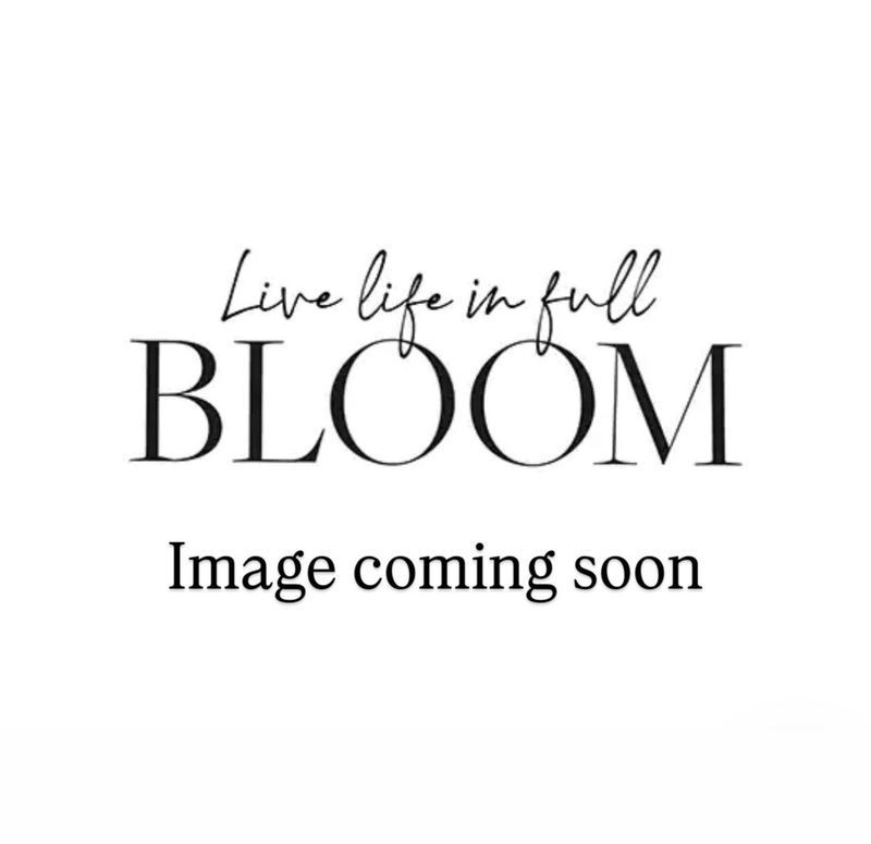 Hibiscus coaster, English Rose Hibiscus coaster, English Rose