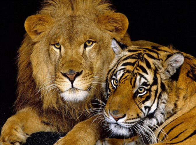 Diamond Painting Vollbild 30x40 mit eckigen Steinen