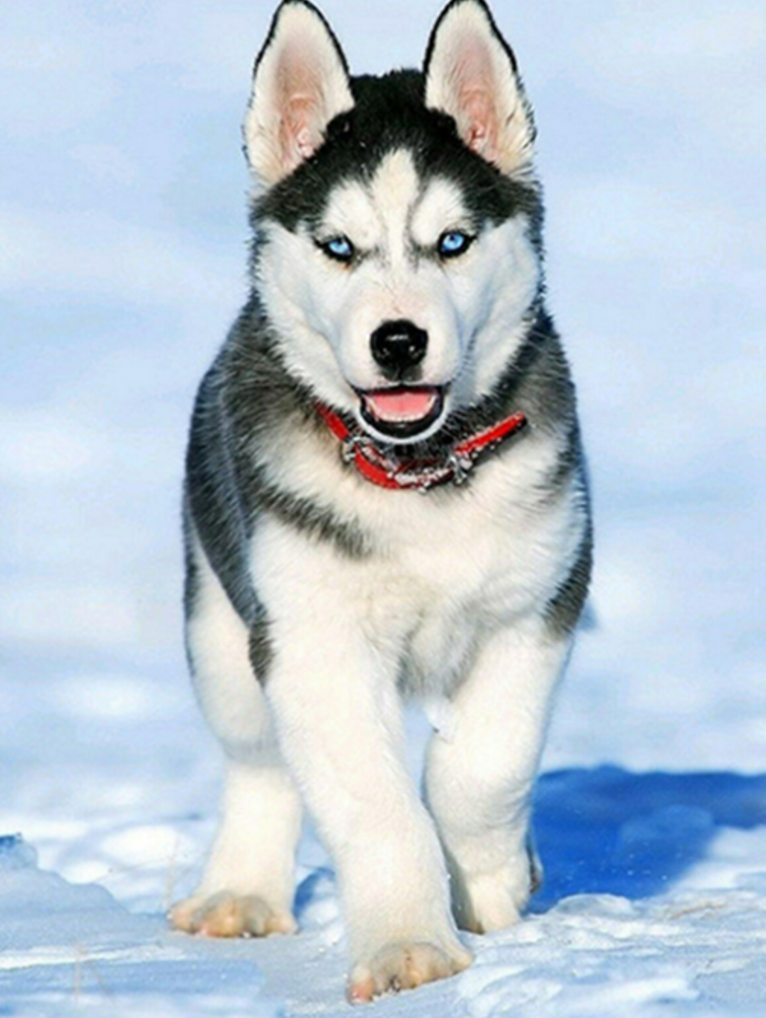 Diamond Painting Vollbild 30x40 mit eckigen Steinen