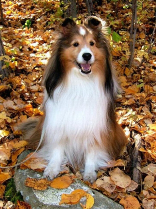 Diamond Painting Vollbild 30x40 mit eckigen Steinen