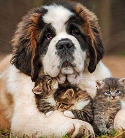 Diamond Painting Vollbild 30x40 mit eckigen Steinen