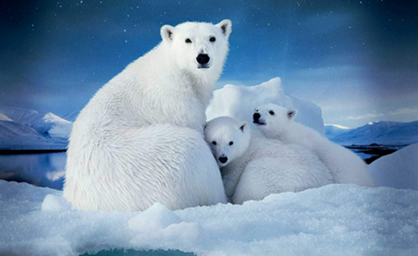 Diamond Painting Vollbild 30x40 mit eckigen Steinen