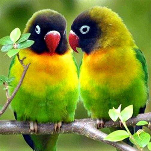 Diamond Painting Vollbild 30x40 mit eckigen Steinen