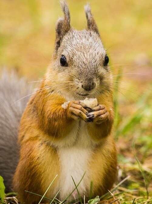 Diamond Painting Vollbild 30x40 mit eckigen Steinen