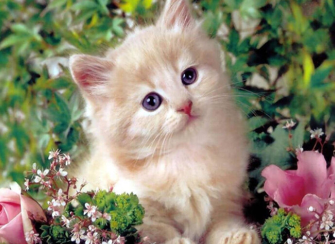 Diamond Painting Vollbild 30x40 mit eckigen Steinen