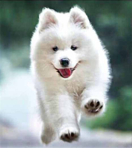 Diamond Painting Vollbild 30x40 mit eckigen Steinen