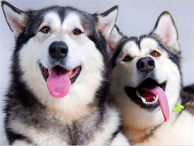 Diamond Painting Vollbild 30x40 mit eckigen Steinen