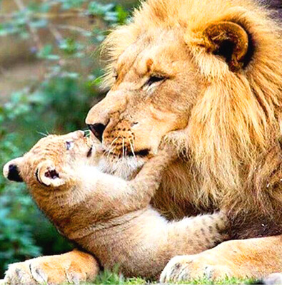 Diamond Painting Vollbild 50x70 mit runden Steinen