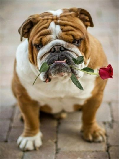 Diamond Painting Vollbild 30x40 mit runden Steinen Diamond Painting Vollbild 30x40 mit runden Steinen