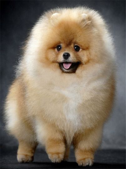 Diamond Painting Vollbild 30x40 mit runden Steinen Diamond Painting Vollbild 30x40 mit runden Steinen