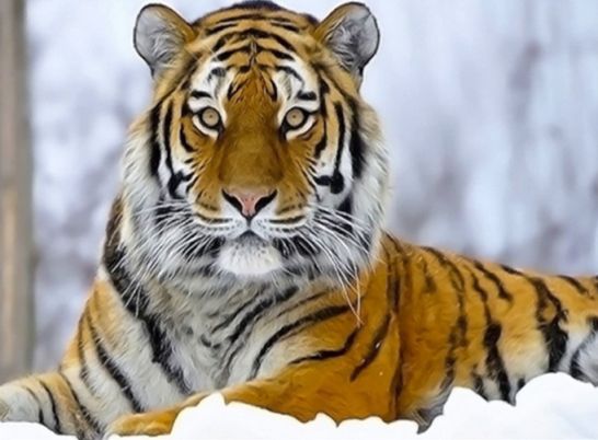 Diamond Painting Vollbild 30x40 mit runden Steinen Diamond Painting Vollbild 30x40 mit runden Steinen