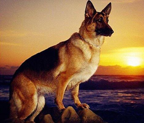 Diamond Painting Vollbild 30x40 mit runden Steinen Diamond Painting Vollbild 30x40 mit runden Steinen