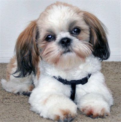 Diamond Painting Vollbild 30x40 mit runden Steinen Diamond Painting Vollbild 30x40 mit runden Steinen