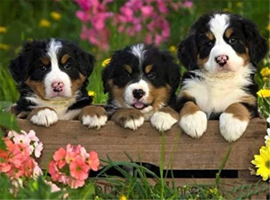 Diamond Painting Vollbild 30x40 mit runden Steinen Diamond Painting Vollbild 30x40 mit runden Steinen