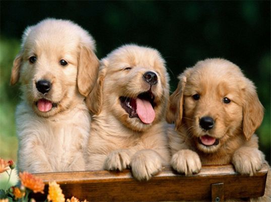 Diamond Painting Vollbild 30x40 mit runden Steinen Diamond Painting Vollbild 30x40 mit runden Steinen