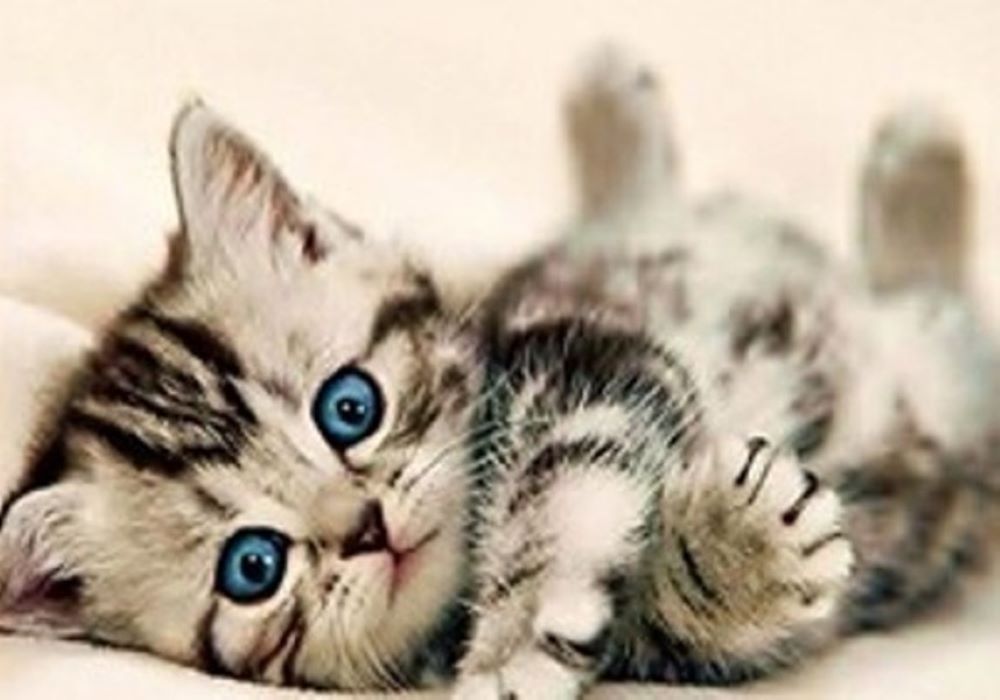 Diamond Painting Vollbild 30x40 mit runden Steinen Diamond Painting Vollbild 30x40 mit runden Steinen