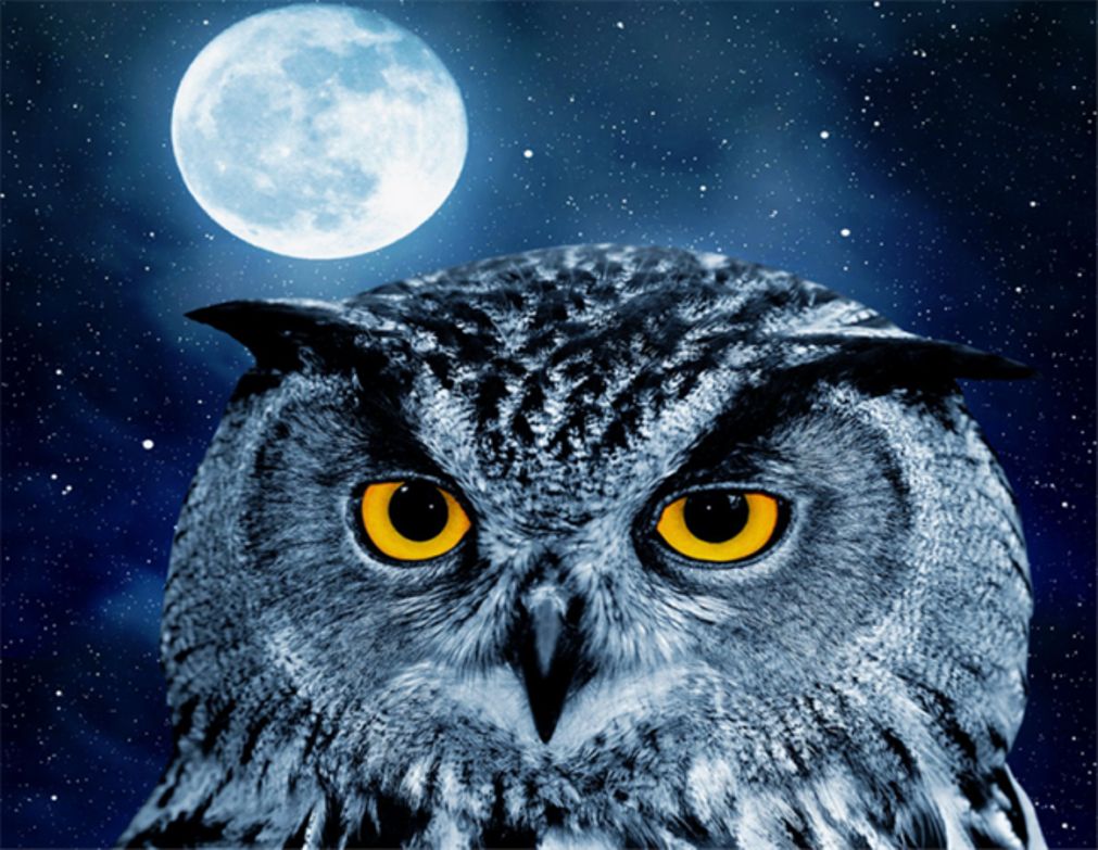Diamond Painting Vollbild 30x40 mit runden Steinen Diamond Painting Vollbild 30x40 mit runden Steinen