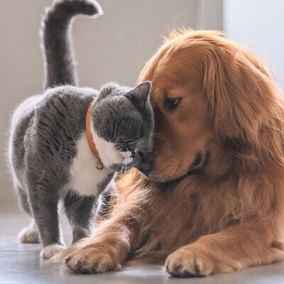 Cani e Gatti