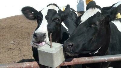 Dairy Cow Breeding Stock