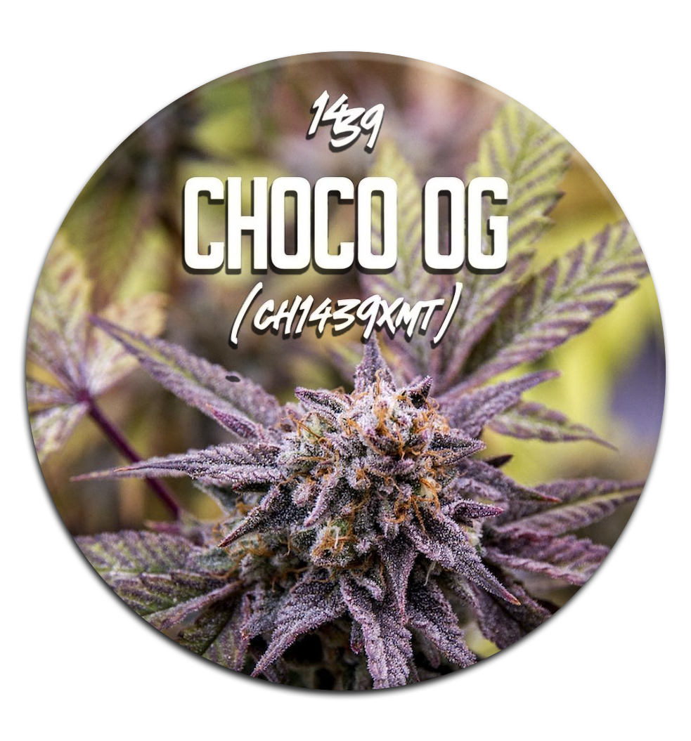 ESQUEJE  – CHOCO OG THC (VENTA SOLO CON REPROCANN)