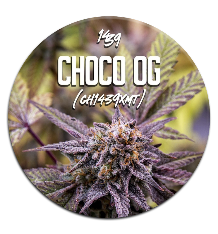 ESQUEJE  – CHOCO OG THC (VENTA SOLO CON REPROCANN)