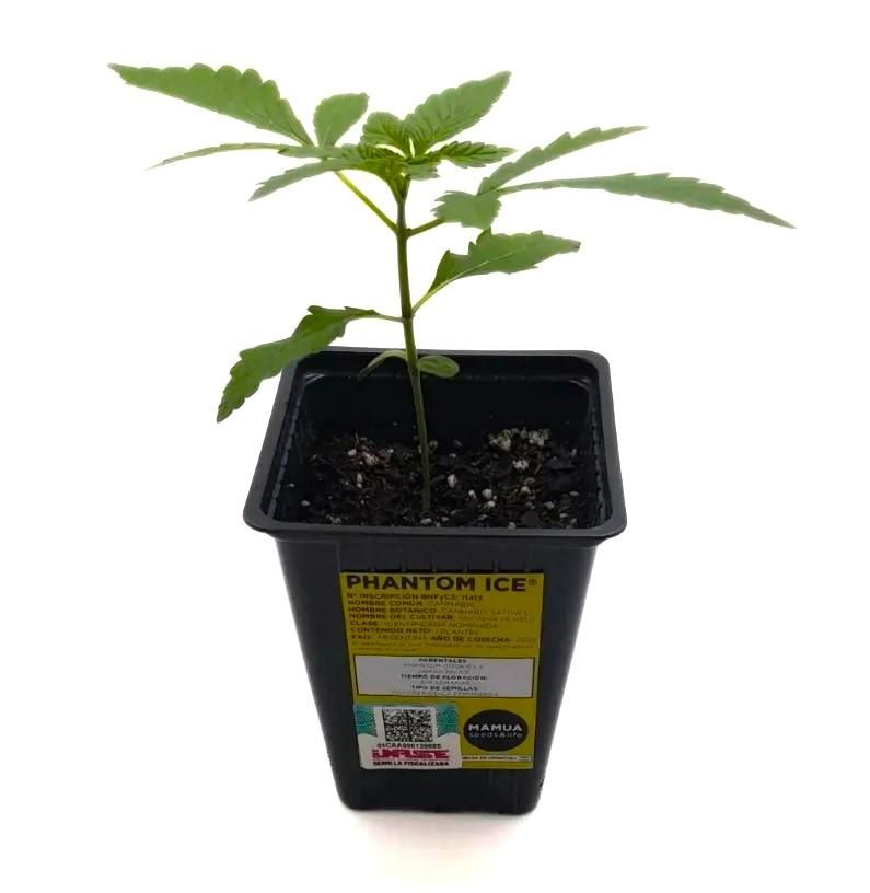PLANTIN - PHANTOM ICE THC (VENTA SOLO CON REPROCANN)