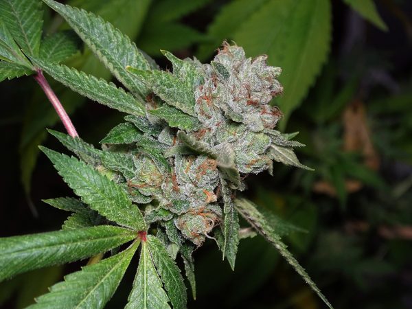 SEMILLA OG 324 x5 (VENTA SOLO CON REPROCANN)