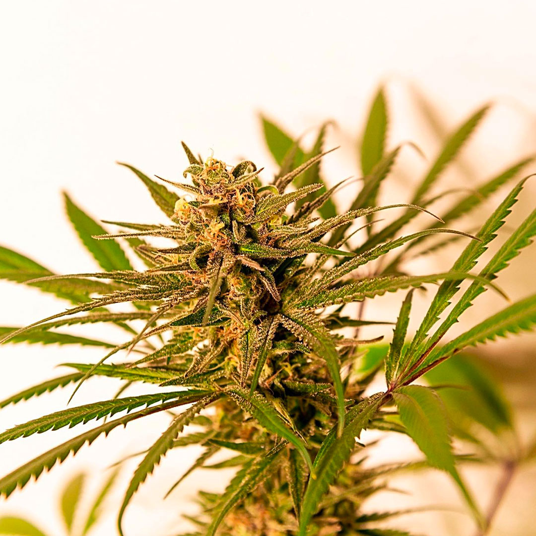 SEMILLA - ANANDAMIDA x3  (VENTA SOLO CON REPROCANN)