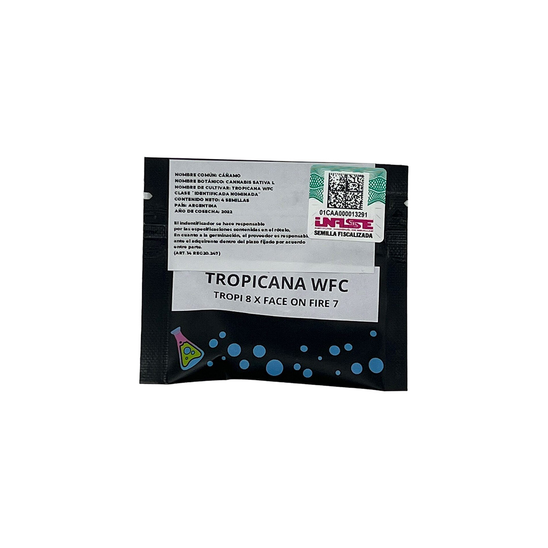 SEMILLA - TROPICANA WFC  x4 (VENTA SOLO CON REPROCANN)