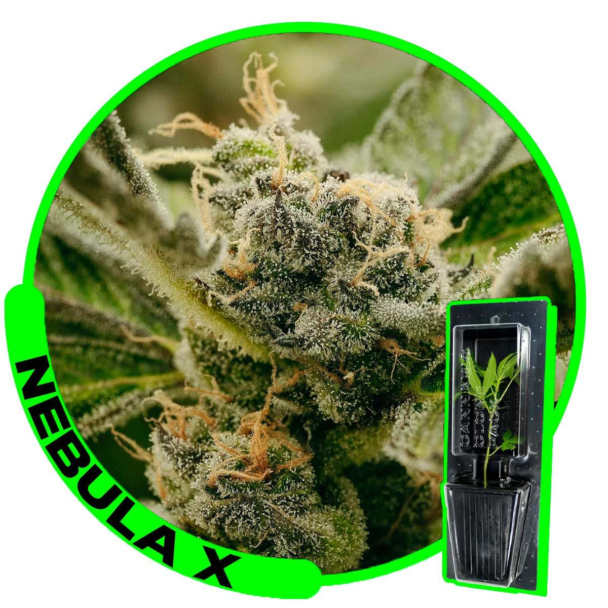 ESQUEJE - NEBULA X (VENTA SOLO CON REPROCANN)