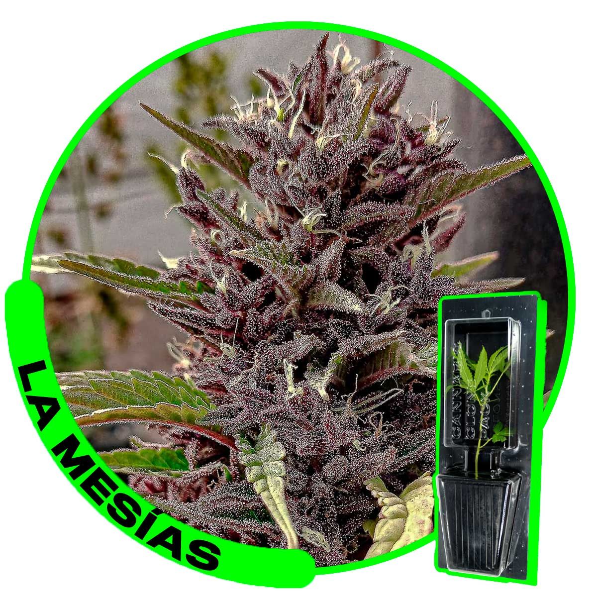 ESQUEJE - LA MESIAS (VENTA SOLO CON REPROCANN)
