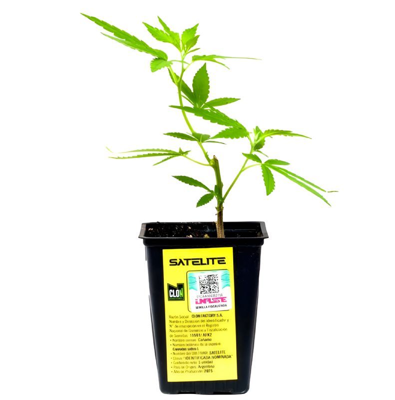 ESQUEJE - BATEKÚ (VENTA SOLO CON REPROCANN)