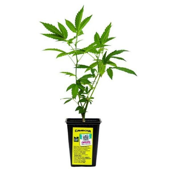 ESQUEJE CAMBOYA - VENTA SOLO CON REPROCANN2