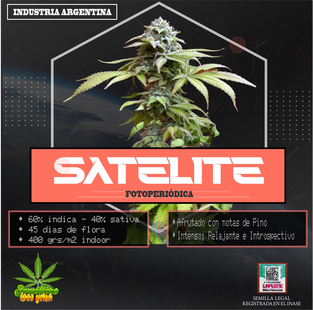 SEMILLA SATELITE LOCO YORSH X 5 + 1 DE REGALO (VENTA SOLO CON REPROCANN)