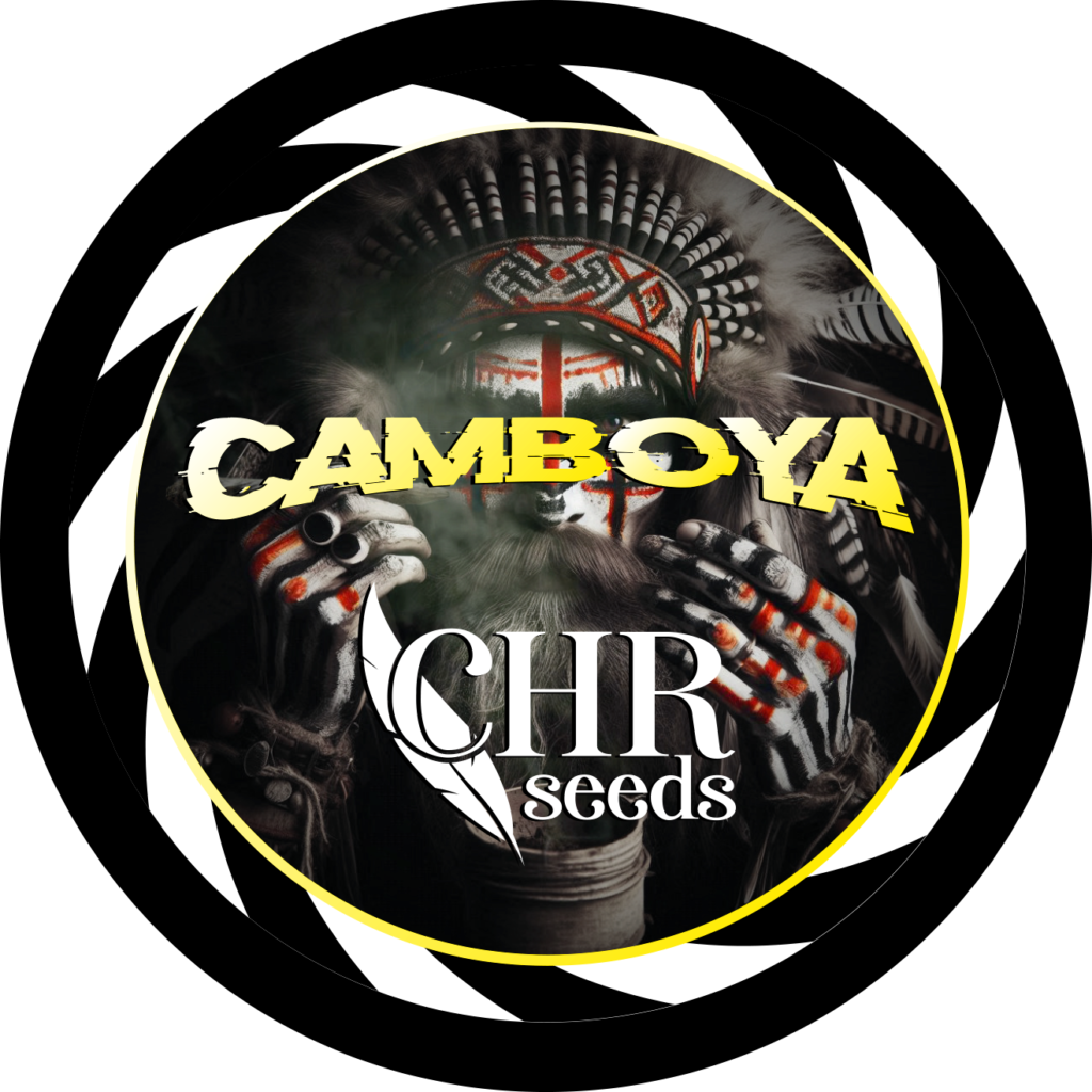 ESQUEJE CAMBOYA - VENTA SOLO CON REPROCANN2