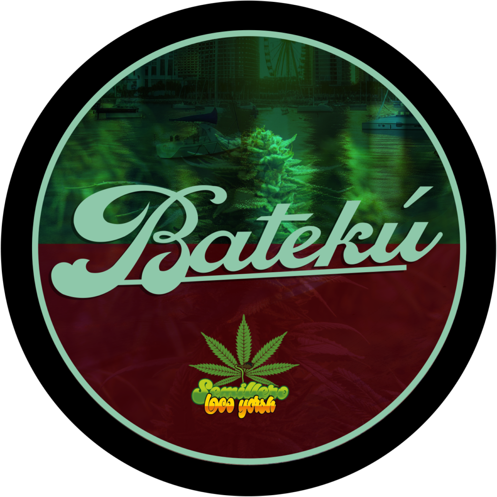ESQUEJE - BATEKÚ (VENTA SOLO CON REPROCANN)