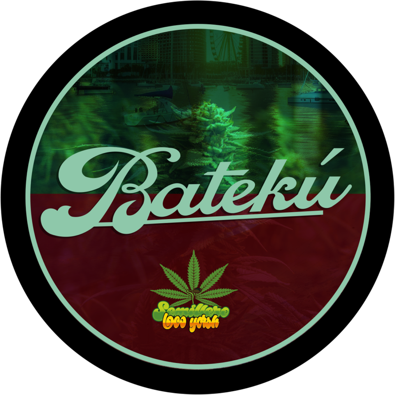ESQUEJE - BATEKÚ (VENTA SOLO CON REPROCANN) ESQUEJE - BATEKÚ (VENTA SOLO CON REPROCANN)