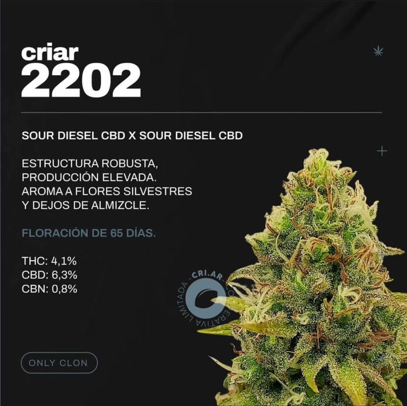 ESQUEJE - SOUR DIESEL CBD (VENTA SOLO CON REPROCANN) ESQUEJE - SOUR DIESEL CBD (VENTA SOLO CON REPROCANN)