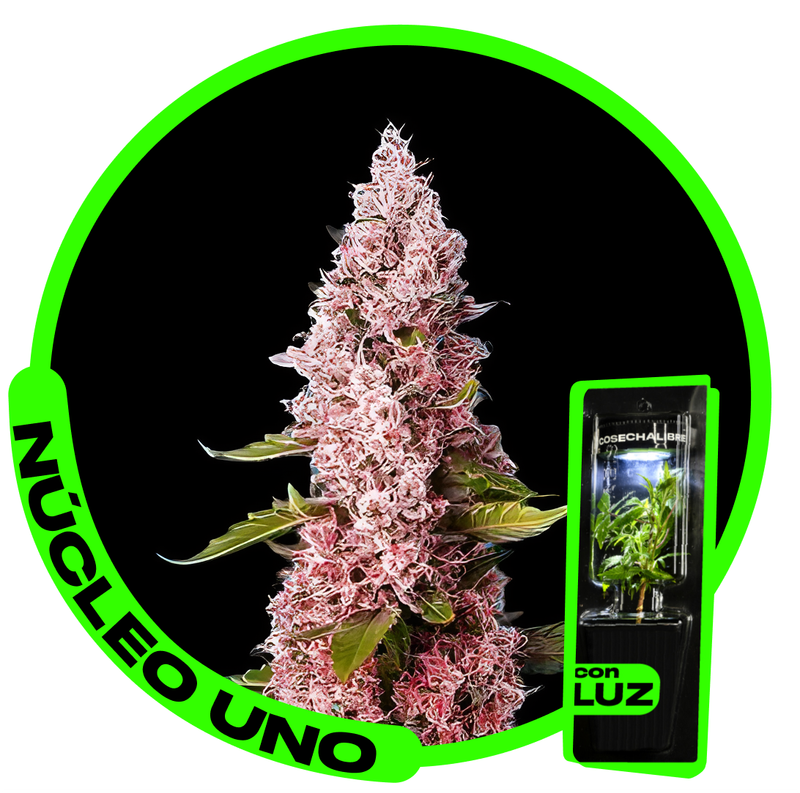 ESQUEJE - NUCLEO UNO (VENTA SOLO CON REPROCANN) ESQUEJE - NUCLEO UNO (VENTA SOLO CON REPROCANN)