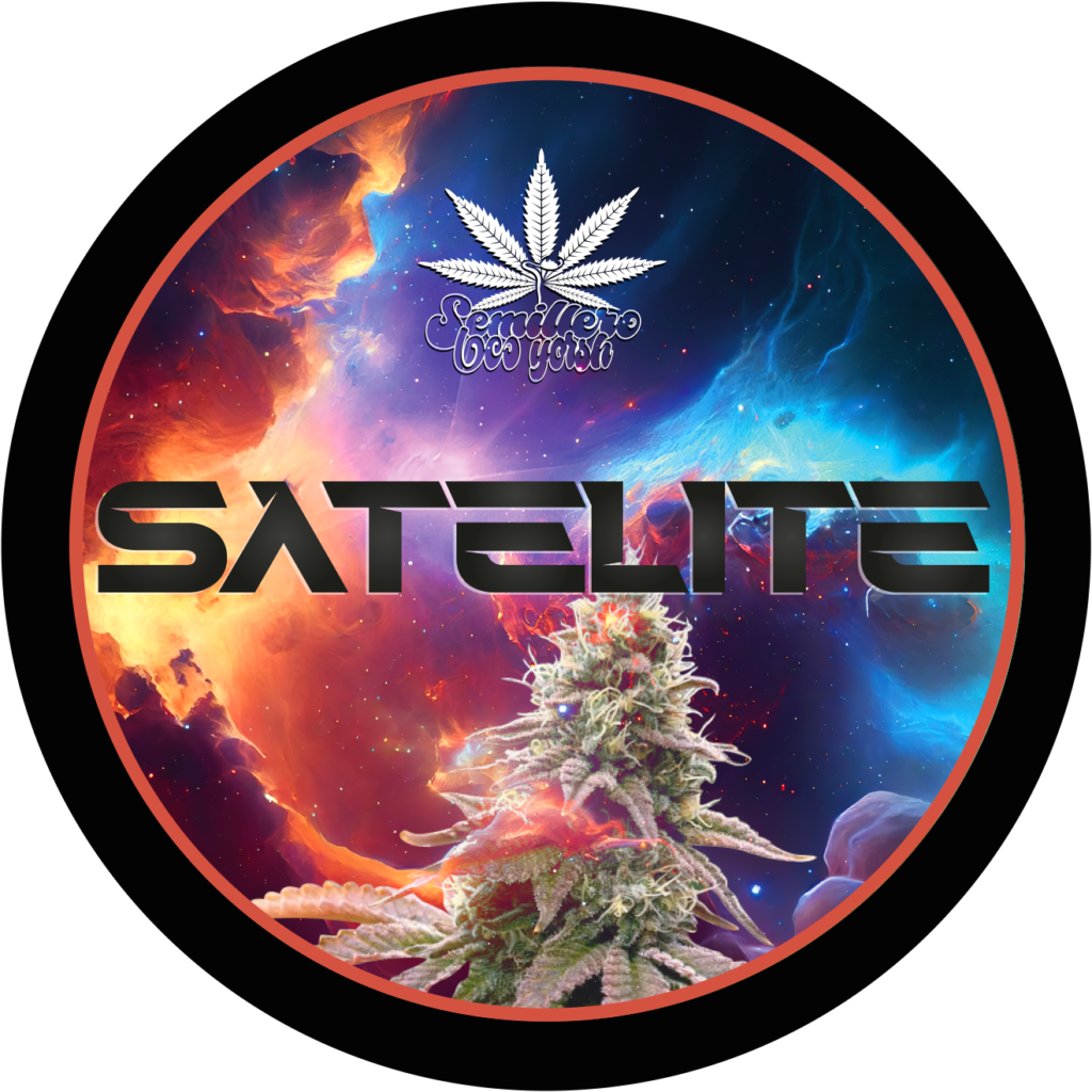 ESQUEJE - SATELITE (VENTA SOLO CON REPROCANN)