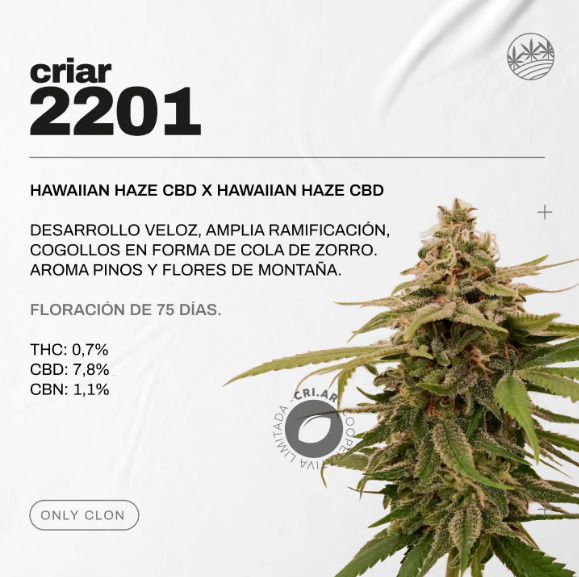 ESQUEJE - CRIAR 2201 (VENTA SOLO CON REPROCANN) ESQUEJE - CRIAR 2201 (VENTA SOLO CON REPROCANN)