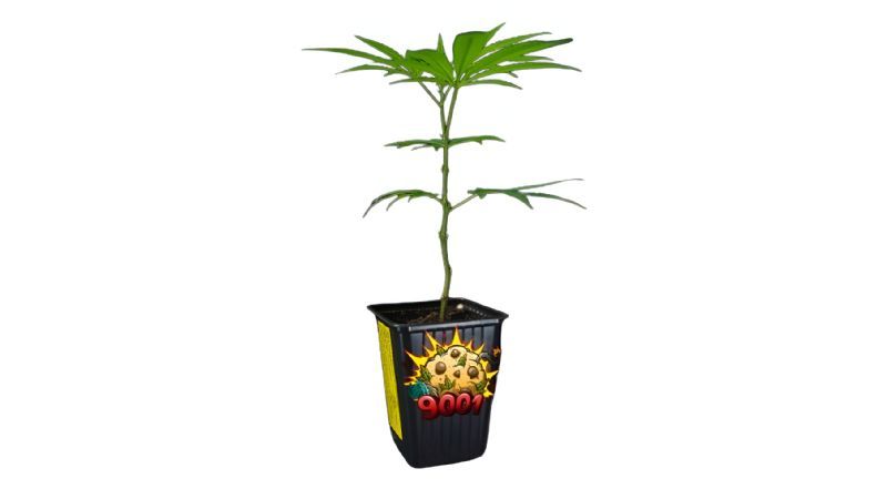 PLANTIN - 9001 (VENTA SOLO CON REPROCANN) PLANTIN - 9001 (VENTA SOLO CON REPROCANN)