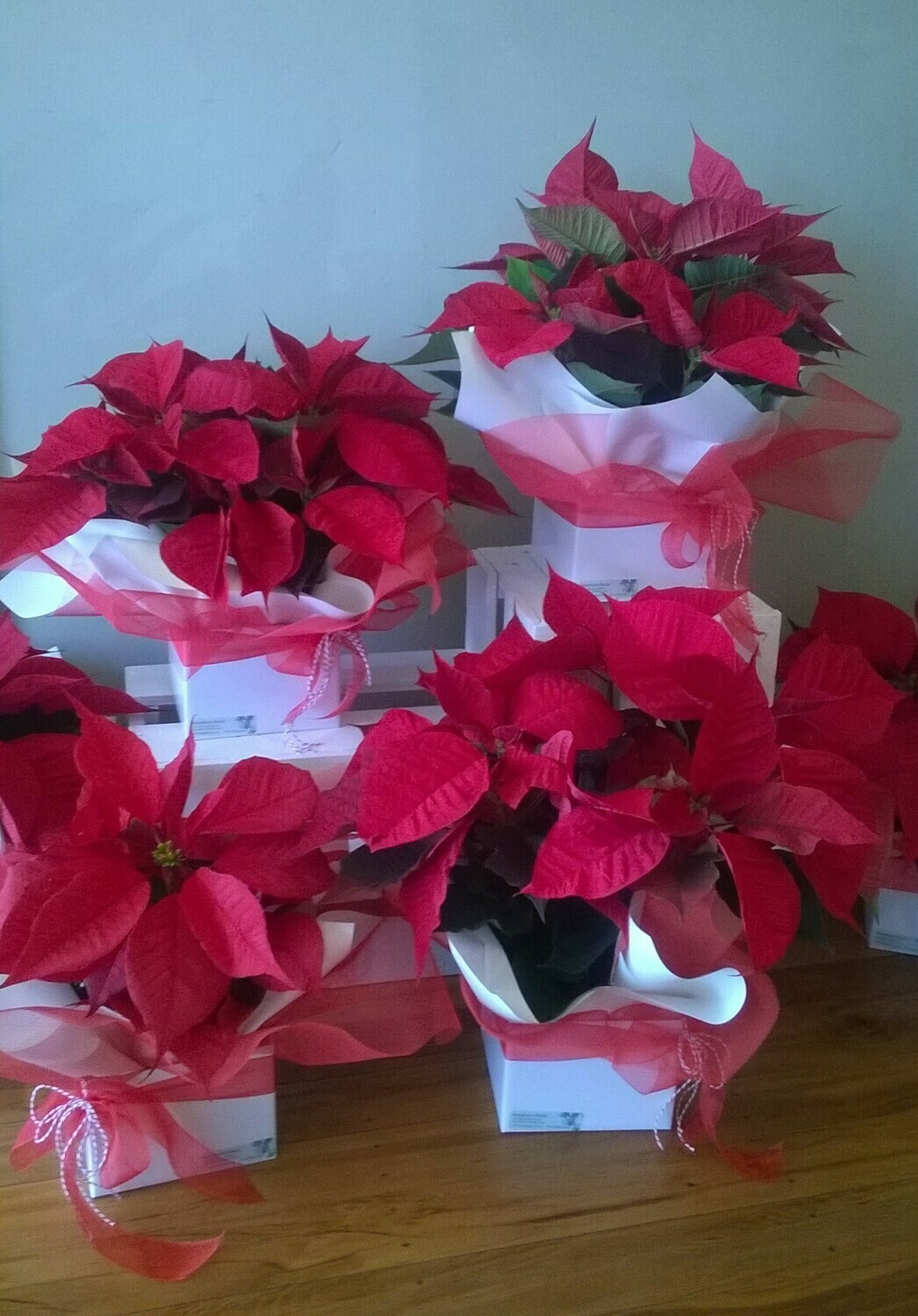 Christmas Poinsettia Christmas Poinsettia