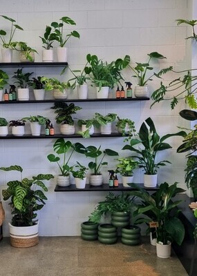 Plants &amp; accessories