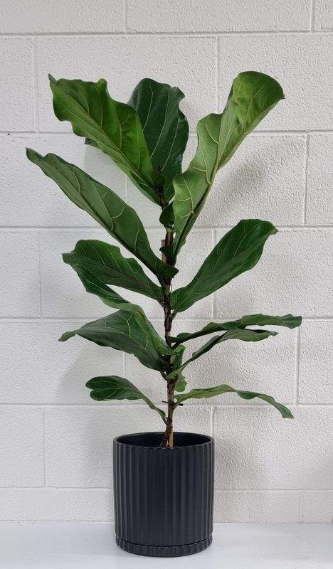 Fiddle Leaf Fig