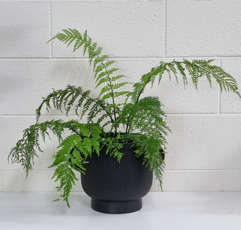 Hen &amp; Chicken Fern
