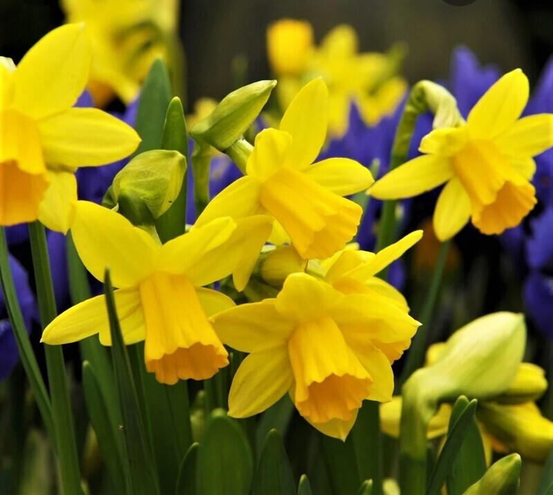 Potted Mini Daffodils