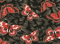 Kyiomi Butterfly