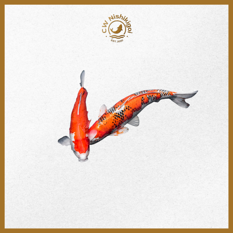 Koi
