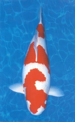 Japanese Koi